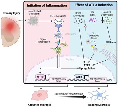 Microglial activating transcription factor 3 upregulation: An indirect target to attenuate inflammation in the nervous system